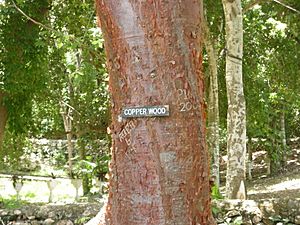 Copperwood-Jamaica