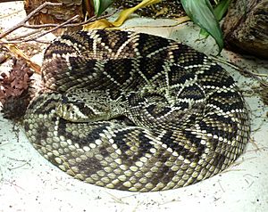 Eastern Diamondback Rattlesnake Facts For Kids