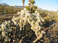 Cylindropuntia tunicata (5716858940)