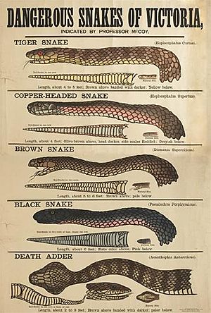 Dangerous Snakes of Victoria 1877- Museum Victoria collection (12599853144)