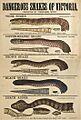 Dangerous Snakes of Victoria 1877- Museum Victoria collection (12599853144)