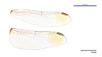 Diplacodes haematodes female wings (34248712983)