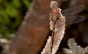 Dragonfly (16469326071).jpg