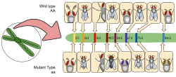 Drosophila Gene Linkage Map