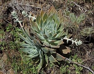 Dudleya traskiae.jpg