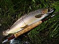EastGallatinRiverBrownTrout