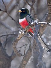 Elegant Trogon