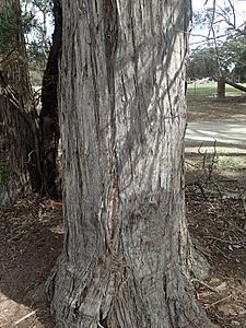 Eucalyptus cameronii bark