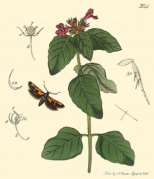 Euclemensia woodiella