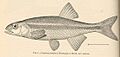 FMIB 39776 Leuciscus siuslawi Evermann & Meek, new species