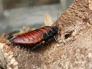 Female Madagascar hissing cockroach