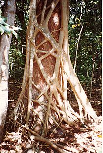 Ficus watkinsiana on Syzygium hemilampra-Iluka