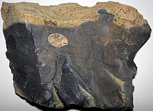 Fossiliferous flint (Upper Mercer Flint, Middle Pennsylvanian; Nellie West Outcrop, Coshocton County, Ohio, USA) 1 (31803128551)