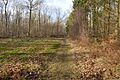 Gamlingay Wood 8
