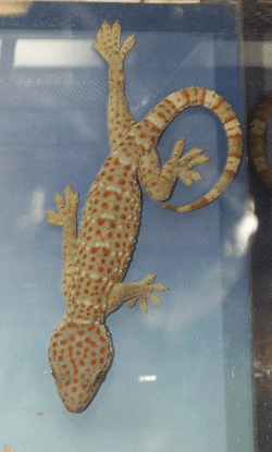 Gekkoninae Gekko gecko
