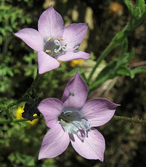 Giliasplendens.jpg