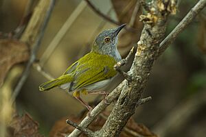 Green-backed Cameroptera - Malawi S4E3341 (17142013720).jpg