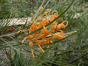 Grevillea 'Midas Touch' 1198