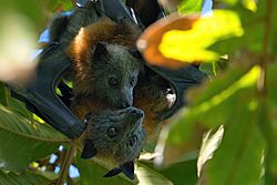 Grey headed flying fox with pup - AndrewMercer - DSC10055