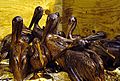 Gulf-Oiled-Pelicans-June-3-2010