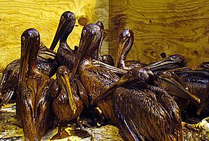 Gulf-Oiled-Pelicans-June-3-2010