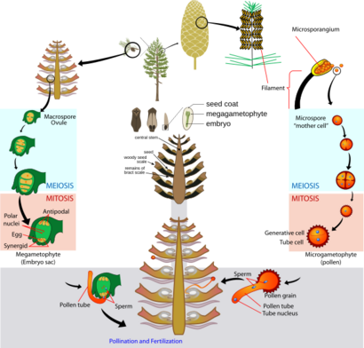 Gymnosperm life cycle diagram-en