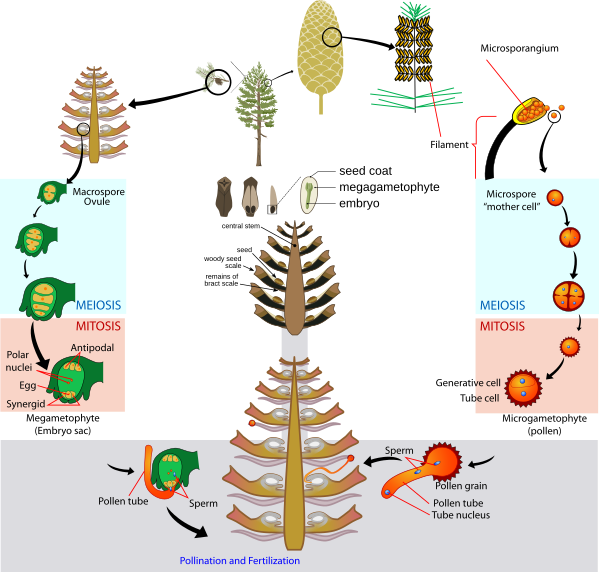 Gymnosperm life cycle diagram-en