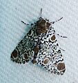 Harrisimemna trisignata – Harris's Three-spot Moth