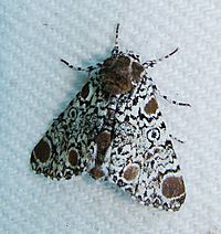 Harrisimemna trisignata – Harris's Three-spot Moth