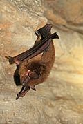 Healthy hibernating big brown bat (6830043600).jpg