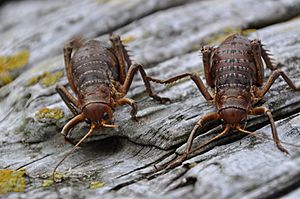 Herekopare Wētā 2