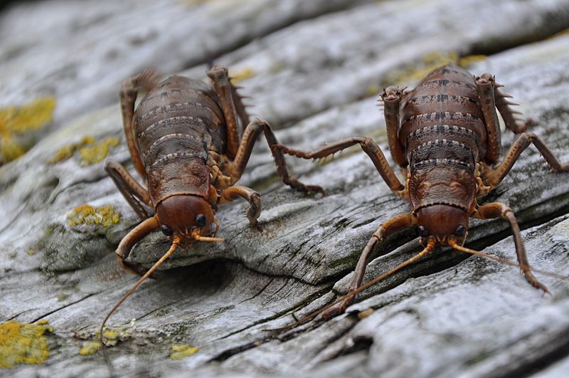 Herekopare Wētā 2