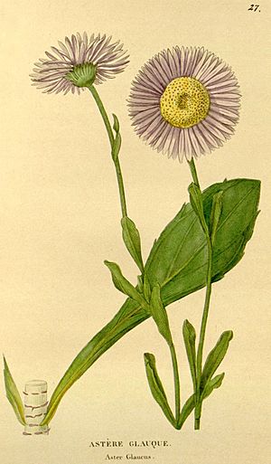 Herrickia glauca 1832J et Flore desJardins
