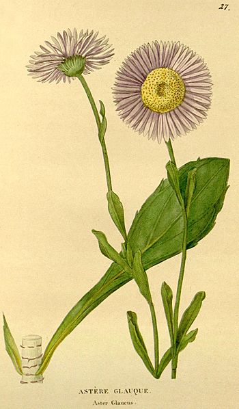 Herrickia glauca 1832J et Flore desJardins