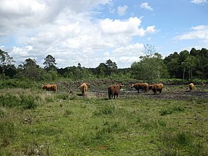Highland Cattle at Eelmoor Marsh (geograph 2451908).jpg