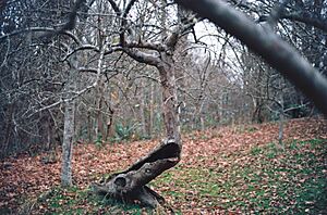 Hollow apple tree