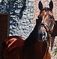 Invasor 2015