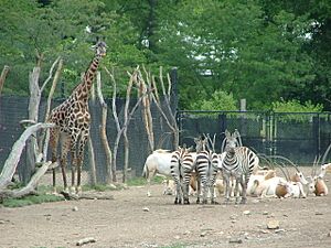 KC Zoo ^4 - Flickr - Trinity
