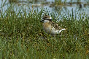 Kittlitz's Plover - Mara - Kenya S4E9279 (15456500187)