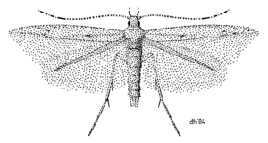 LEPI Batrachedridae Batrachedra arenosella.png