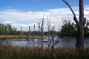 Lake Mulwala Stevage