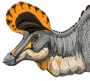 Lambeosaurus magnicristatus DB