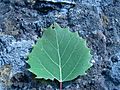 Large-toothed aspen leaf (Grasett Twp)