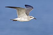 Laughing gull - natures pics