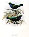 Leptocoma sericea aspasiodes Keulemans