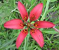 Lilium philadelphicum var. philadelphicum