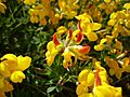Lotus corniculatus10