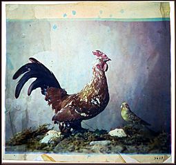 Louis Ducos du Hauron - Still life with rooster - Google Art Project
