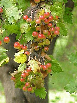 Malus florentina1.jpg