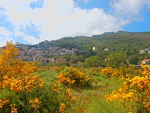 Mediterranean vegetation, Fondachelli Fantina, Sicily 